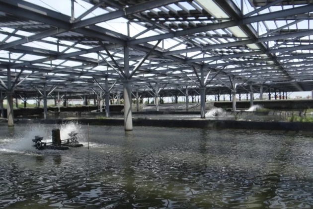 漁電共生意外發現！太陽能板是魚塭冬天棉被、夏天陽傘